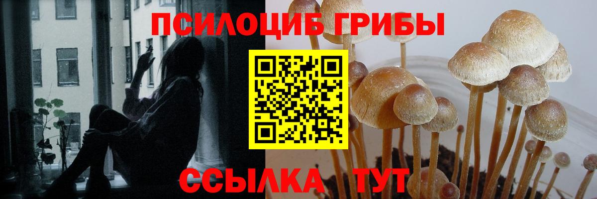 Галлюциногенные грибы Psilocybine cubensis Костомукша